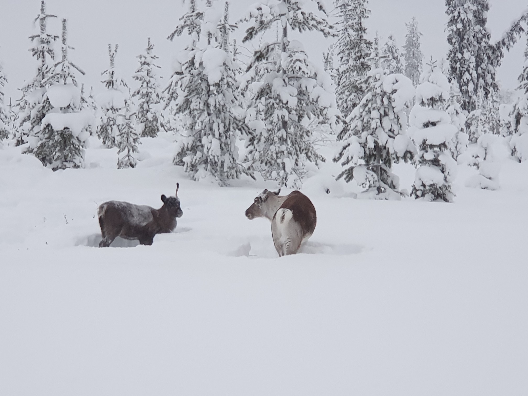 20230105_123148_copy_2016x1512.jpg